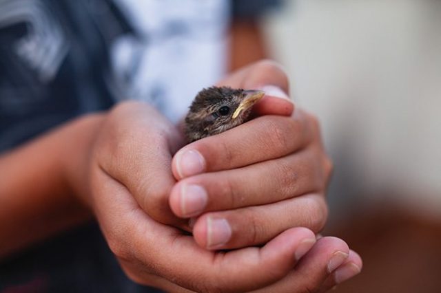 A bird in the hand: are yield returns king again?