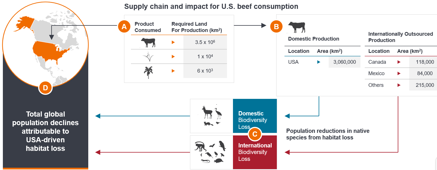 The diagram traces U.S. beef consumption from land requirements through domestic and overseas production areas to biodiversity loss, ending with a summary panel stating that global wildlife population declines are attributable to habitat loss driven by U.S. consumption.