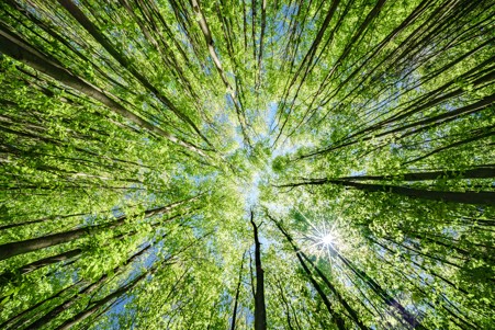 Sunlight filtering through a dense canopy of tall green trees, viewed upward from the forest floor, with trunks converging towards the centre against patches of blue sky.
