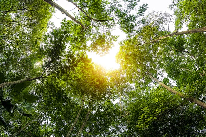 Photo of Forest Canopy