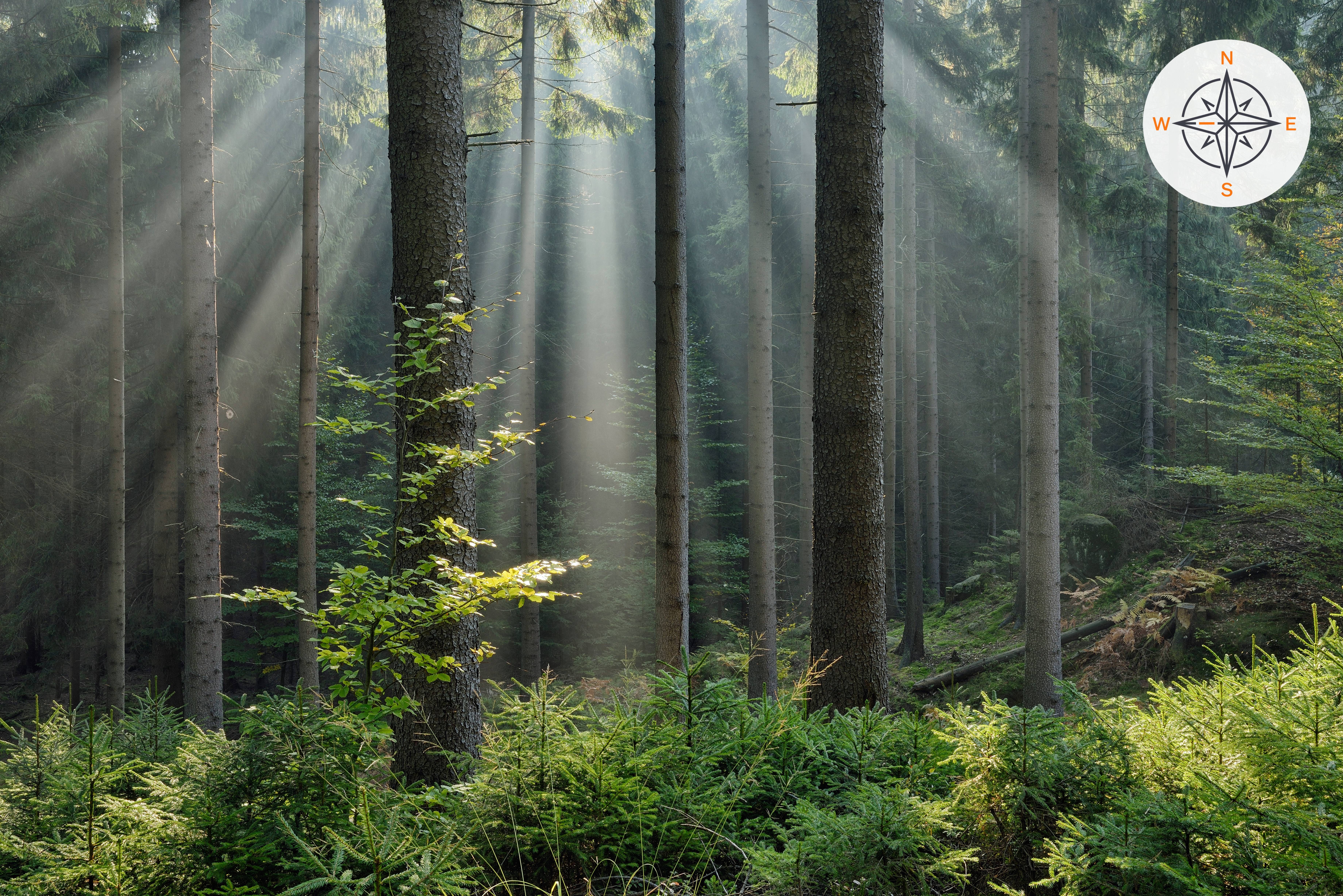 Sunbeams stream through tall evergreen trees in a dense forest, illuminating green undergrowth and young saplings on the forest floor.