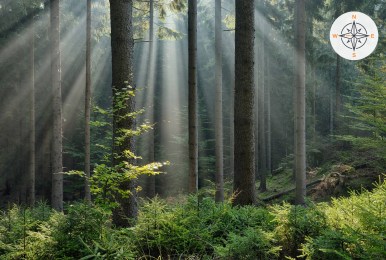Sunbeams stream through tall evergreen trees in a dense forest, illuminating green undergrowth and young saplings on the forest floor.