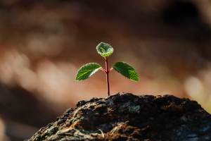 Q&A: Growth at what price? A view on midcap valuations