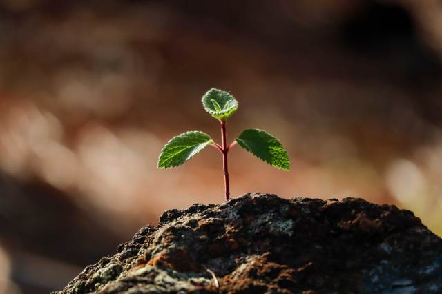 Q&A: Growth at what price? A view on midcap valuations