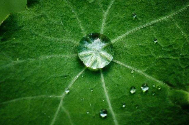 Grüner Wasserstoff, eine treibende Kraft für Netto-Null?