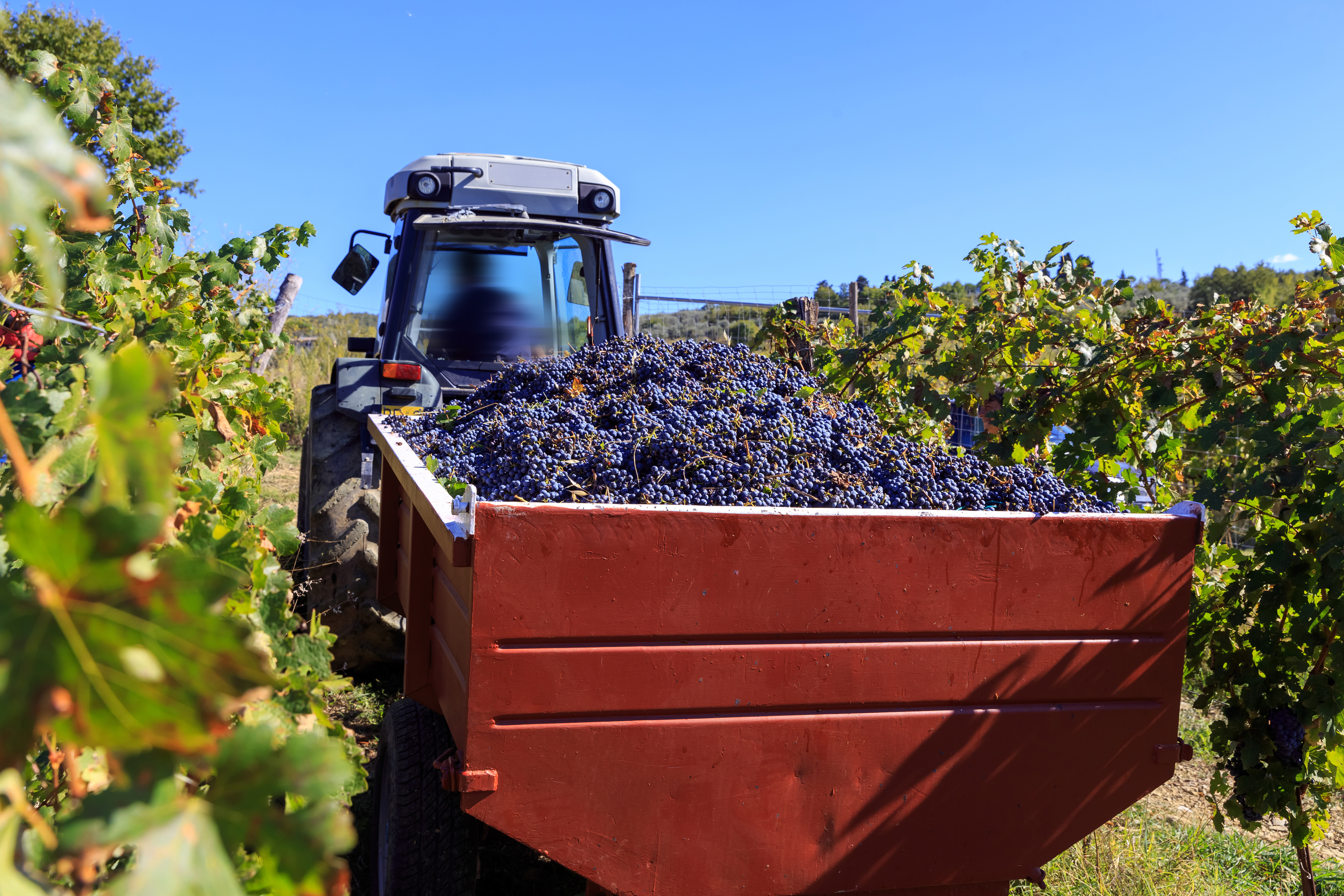 Trattore in vendemmia in un vigneto toscano nel Chianti.