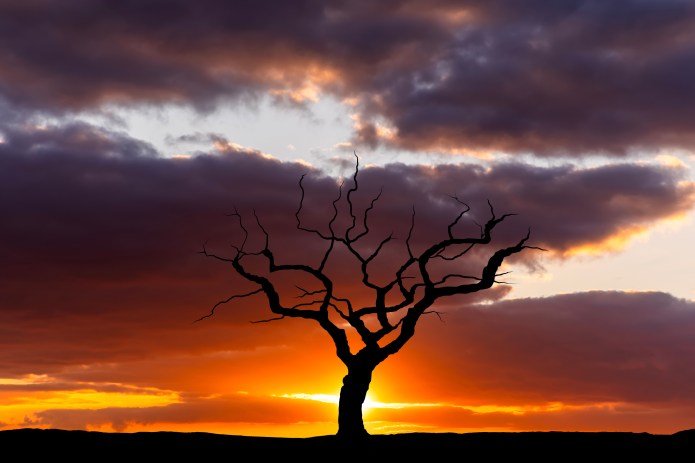A tree in silhouette against a crimson sky, with the sun behind.