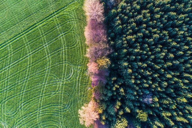 Deforestazione: un ruolo sempre più centrale nell'agenda di imprese e investitori