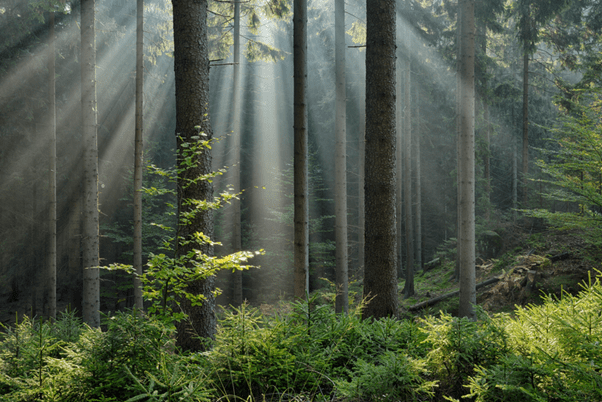 JH Explorer in Kenya: Into a lighter patch of trees, not out of the forest