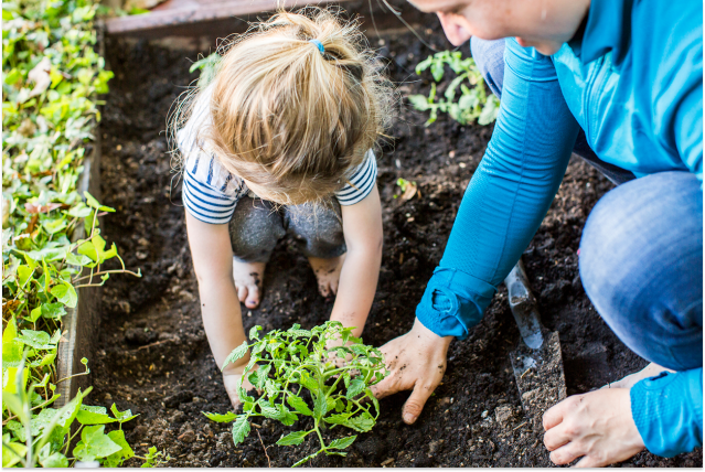 What successful dividend growers have in common