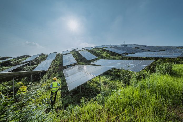 Solar Panels and Trees