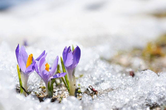 Europese aandelen: een warmer voorjaar na een koude winter?