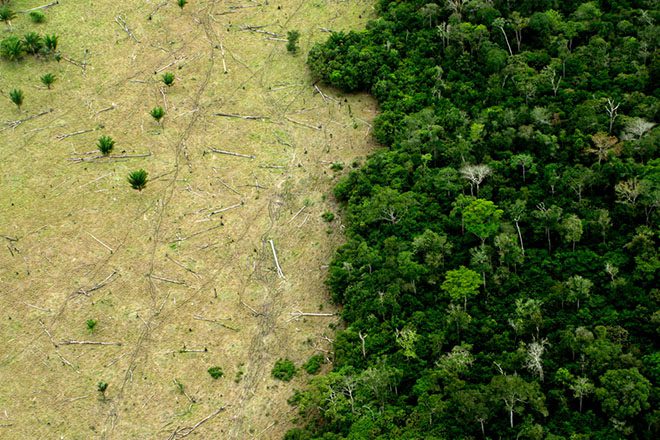 paper on deforestation