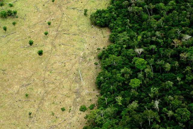 Deforestation: Seeing the Wood for the Trees